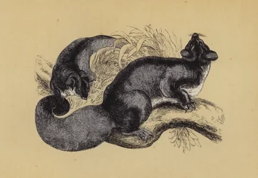 Squirrel Petaurus