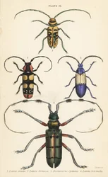 Sternotomis pulchra, Tragocephala formosa, Elderberry Borer, Desmocerus palliatus, and Thysia wallichii