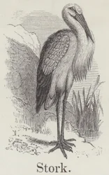Stork