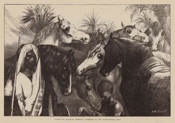 Studies of Arabians Recently Exhibited at the Agricultural Hall