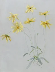 Study of Yellow Daisies, a Design for Wallpaper