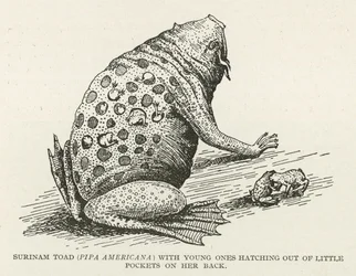 Surinam Toad