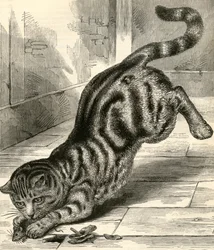 Tabby Cat Pouncing on a Mouse