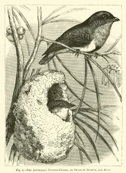 The Australian Flower-Pecker, or Swallow Dicaeum, and Nest