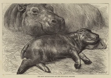 The Baby Hippopotamus at the Zoological Gardens