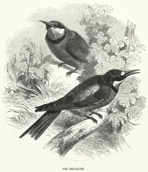 The Bee-Eater