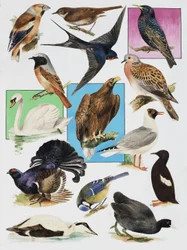The Birds of Britain