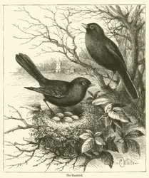 The Blackbird
