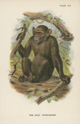 The Bald Chimpanzee