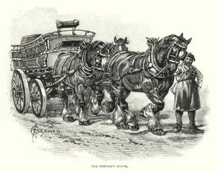 The Brewer