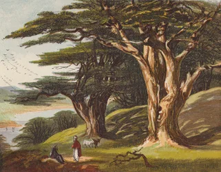 The Cedars of Lebanon