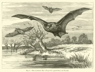 The Common Bat, Vespertilio pipistrellus, in Flight