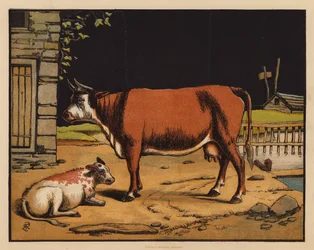The Cow
