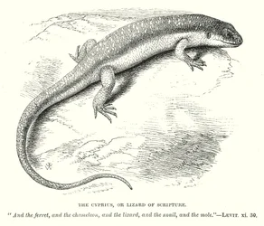 The Cyprius, or Lizard of Scripture