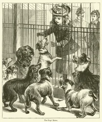 The Dogs