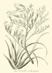 The Flax Plant of New Zealand