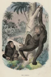 The Gorilla