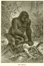 The Gorilla