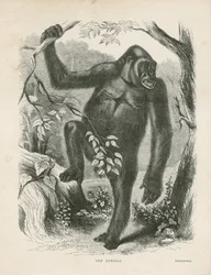 The Gorilla, frontispiece for Explorations and Adventures in Equatorial Africa by Paul B. du Chaillu