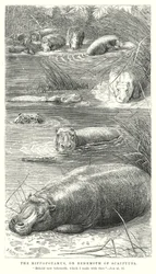 The Hippopotamus, or Behemoth of Scripture