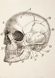 The Human Skull, c.1890