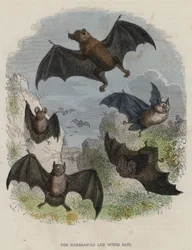 The Madagascar and Other Bats