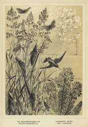 The Metamorphoses of Psyche graminella, Hummingbird and flowers