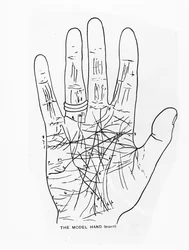 The Model Hand (Right)