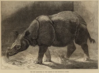 The New Rhinoceros in the Gardens of the Zoological Society