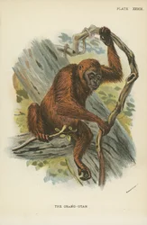 The Orangutan