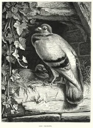 The Pigeons