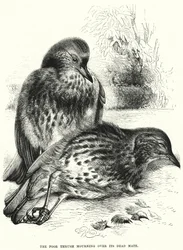 The Poor Thrush Mourning Over Its Dead Mate