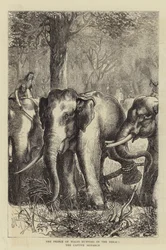 The Prince of Wales hunting in the Terai, the Captive Monarch