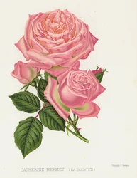 The Rose Garden: Catherine Mermet, Tea Scented