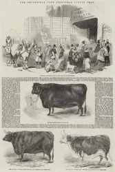 The Smithfield Club Christmas Cattle Show