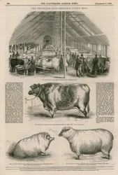 The Smithfield Club Christmas Cattle Show