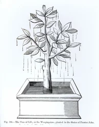 The Tree of Life, or the Weeping Tree, Planted in the States of Prester John, Illustration from Science and Literature in the Middle Ages and the Renaissance, Written and Engraved by Paul Lacroix, 1878