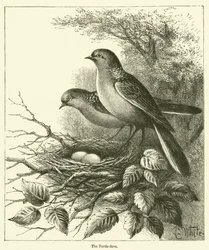 The Turtle-dove