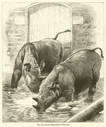 The Two-Horned Rhinoceros of Sumatra