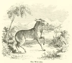 The Wild Ass