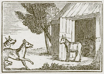 The Wolves and the Sick Ass