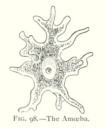 The amoeba