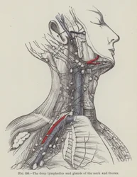 The deep lymphatics and glands of the neck and thorax