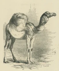 The Dromedary (engraving)