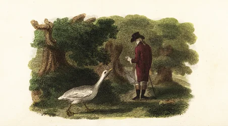 The Male Goose Jacquot and His Human Friend, a French Gentleman