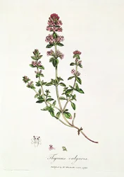 Thyme, Thymus vulgaris