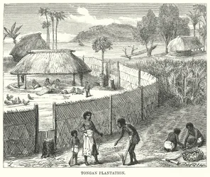 Tongan Plantation