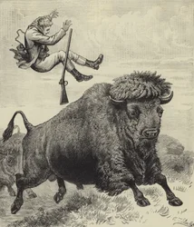 Tossed by a prairie bull
