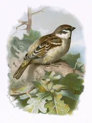 Tree Sparrow
