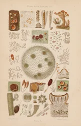 Under the Microscope: Fungi, Algae, Lichens, etc